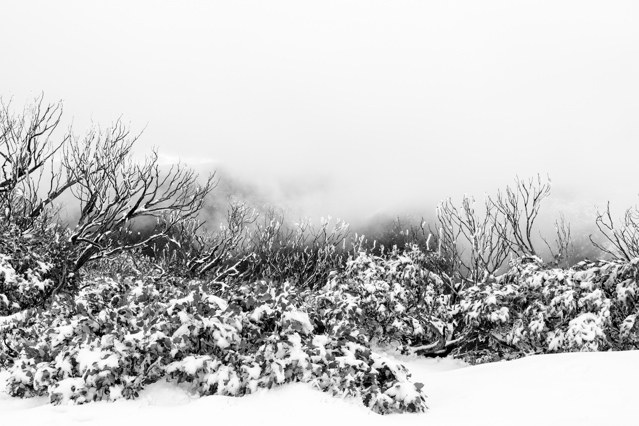 Above the Snow Line, Triptych 1 image 1 is from a photographic black and white series by Sarah Lynch. The photo is an archival inkjet print, di-bond mounted, and 118cm wide by 66 cm high. Image 1 is a mid-shot, from about waist height at 5 metres away, of 10 or more leafless snow gum trees standing spread from left to right behind a foreground of low-lying bushes and shrubs weighted with snow. Heavy fog ladens the top half of the image, accentuating the crispness of the bare snow gum trunks.