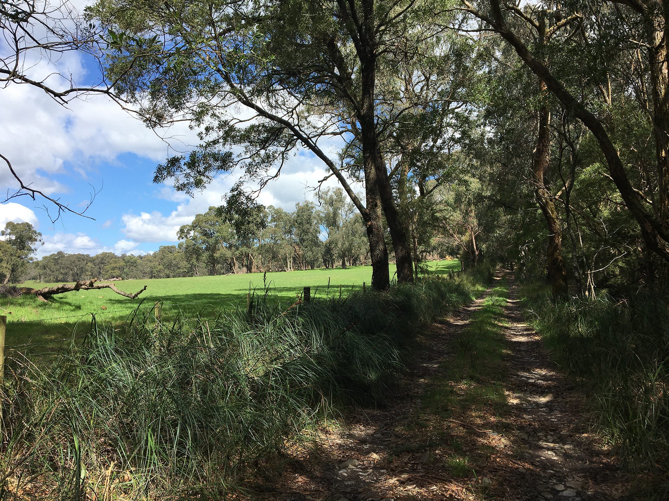 Yellingbo Nature Conservation Reserve and bordering farmland in Upwey, Victoria, Australia, photo by Madelynne Cornish